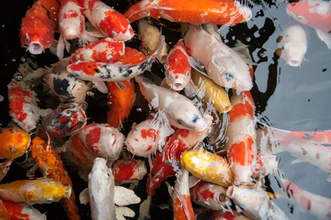 Koi Fish 4K Wallpaper · animals · 3840×2563