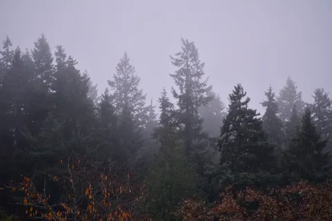 안개 낀 숲 4K 배경화면 · nature · 3840×2560