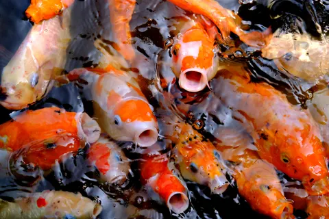 Koi Fish 4K Wallpaper · animals · 3840×2560