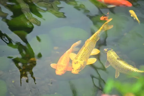Koi Fish 4K Wallpaper · animals · 3840×2560