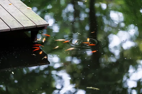 Koi Fish 4K Wallpaper · animals · 3840×2560
