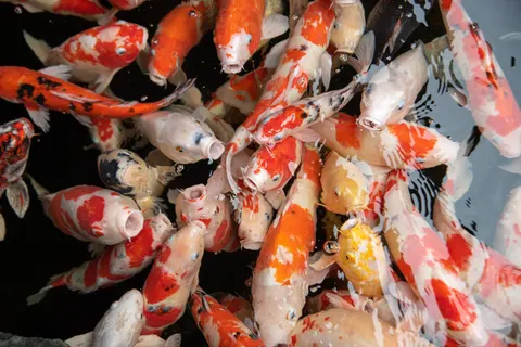 Koi Fish 4K Wallpaper · animals · 3840×2563