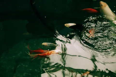 Koi Fish 4K Wallpaper · animals · 3840×2560