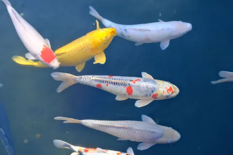 Koi Fish 4K Wallpaper · animals · 3840×2560
