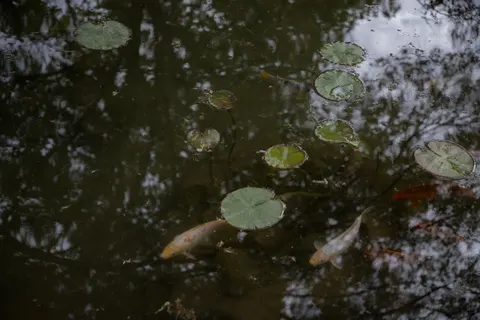 Koi Fish 4K Wallpaper · animals · 3840×2560
