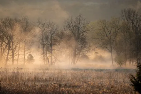 Nebliger Wald 4K Hintergrundbild · nature · 3840×2560