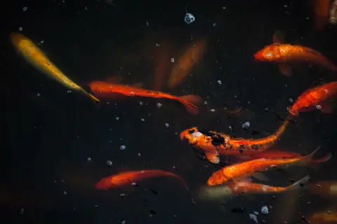 خلفية أسماك الكوي بدقة 4K · animals · 3840×2560