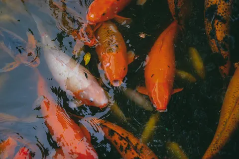 Koi Fish 4K Wallpaper · animals · 3840×2560