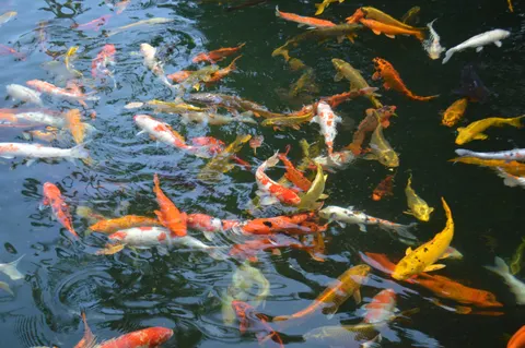 Koi Fish 4K Wallpaper · animals · 3840×2553