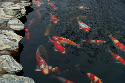 錦鯉 4K桌布 · animals · 3840×2563