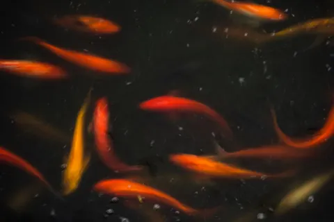 錦鯉 4K桌布 · animals · 3840×2560