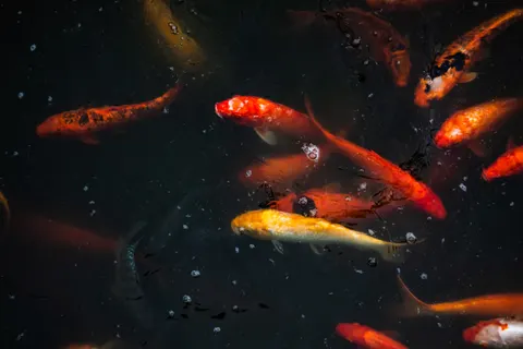 Koi Fish 4K Wallpaper · animals · 3840×2560