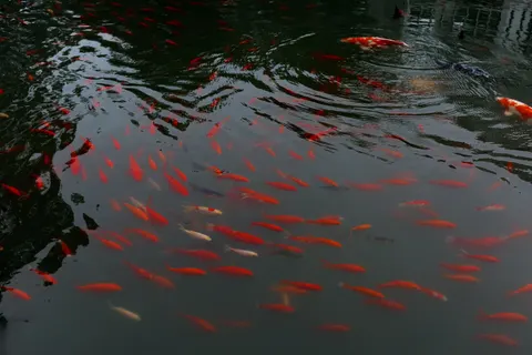 Koi Fish 4K Wallpaper · animals · 3840×2560