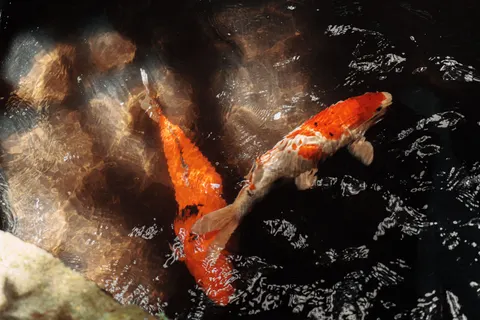 Koi Fish 4K Wallpaper · animals · 3840×2560