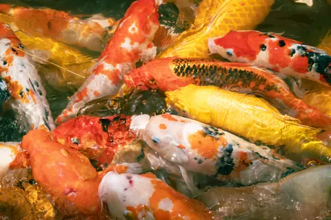 Koi Fish 4K Wallpaper · animals · 3840×2563