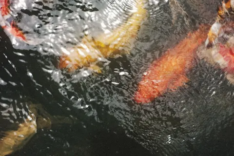 Koi Fish 4K Wallpaper · animals · 3840×2560