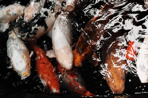 Koi Fish 4K Wallpaper · animals · 3840×2560