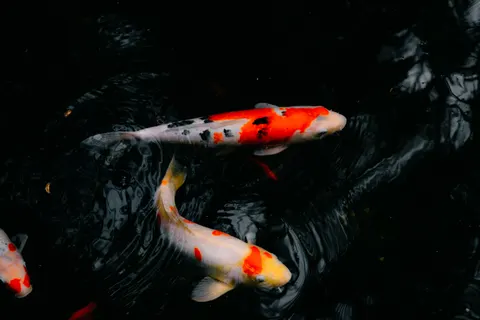 錦鯉 4K桌布 · animals · 3840×2560