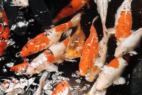 Koi Fish 4K Wallpaper · animals · 3840×2560