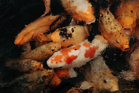 Koi Fish 4K Wallpaper · animals · 3840×2561