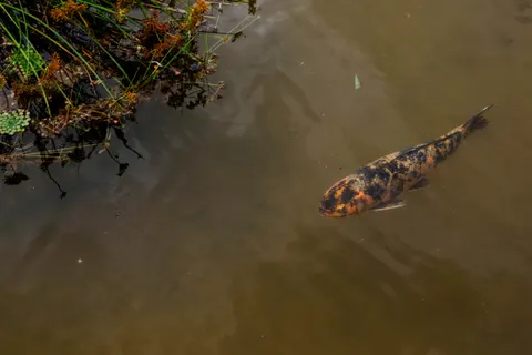 Koi Fish 4K Wallpaper · animals · 3840×2560