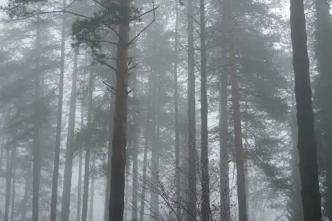 Foggy Forest 4K Wallpaper · nature · 3840×2560