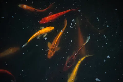 Koi Fish 4K Wallpaper · animals · 3840×2560
