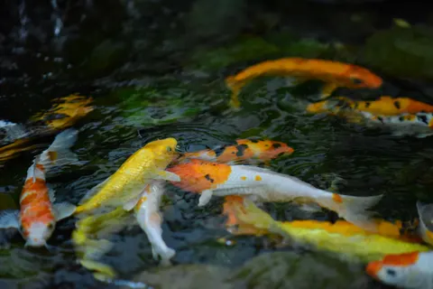 Koi Fish 4K Wallpaper · animals · 3840×2563