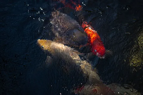 Koi Fish 4K Wallpaper · animals · 3840×2560
