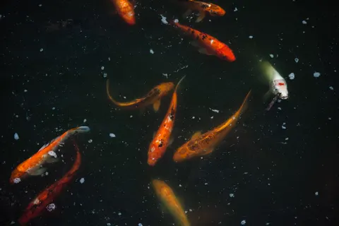 錦鯉 4K桌布 · animals · 3840×2560
