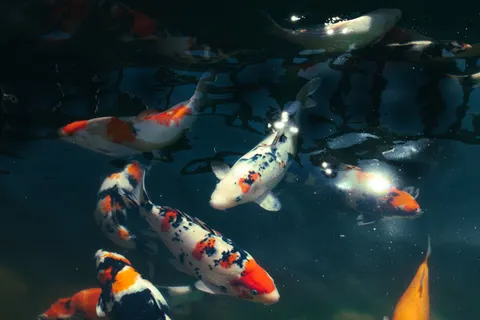Koi Fish 4K Wallpaper · animals · 3840×2560