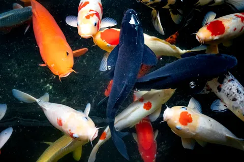 Koi Fish 4K Wallpaper · animals · 3840×2560