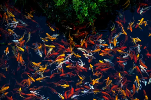 Koi Fish 4K Wallpaper · animals · 3840×2560