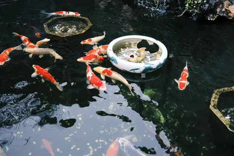 Koi Fish 4K Wallpaper · animals · 3840×2560