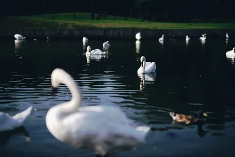 Fond d'écran Cygne 4K · animals · 3840×2560