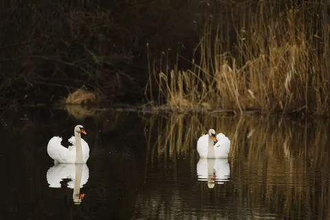 Swan 4K Wallpaper · animals · 3840×2559