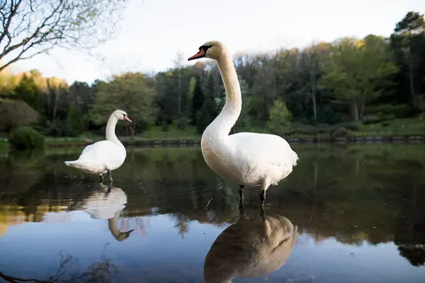 Fond d'écran Cygne 4K · animals · 3840×2560