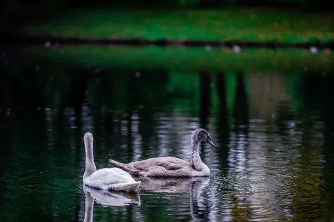 Swan 4K Wallpaper · animals · 3840×2560