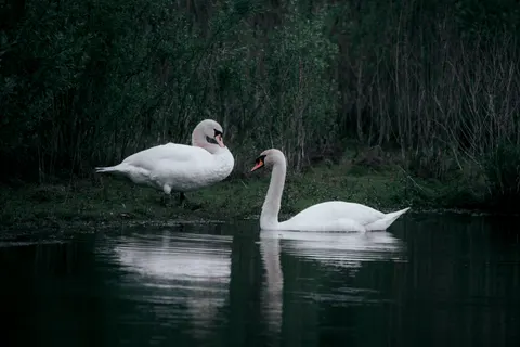 Swan 4K Wallpaper · animals · 3840×2563