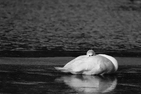 Schwan 4K Hintergrundbild · animals · 3840×2559
