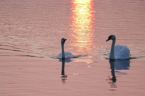 Swan 4K Wallpaper · animals · 3840×2561