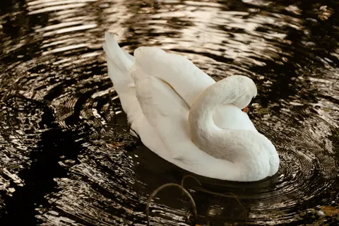 Fond d'écran Cygne 4K · animals · 3840×2560