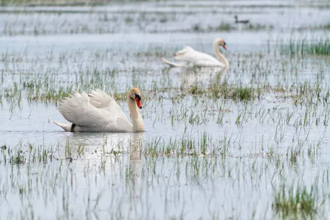 Fond d'écran Cygne 4K · animals · 3840×2561
