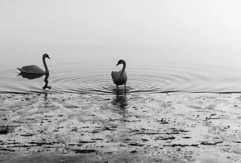 백조 4K 배경화면 · animals · 3840×2602