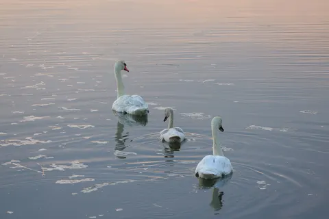 Swan 4K Wallpaper · animals · 3840×2561