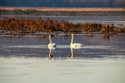 Hình nền Thiên Nga 4K · animals · 3840×2560