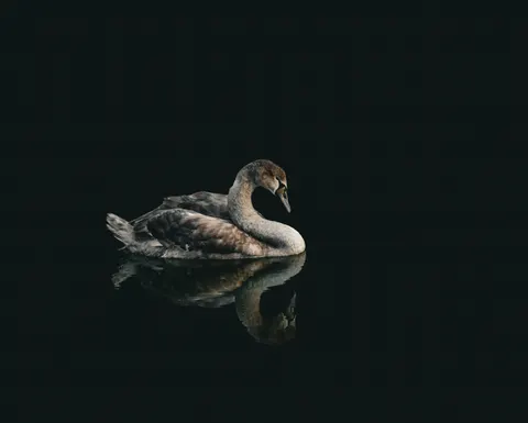 Fond d'écran Cygne 4K · animals · 3840×3080
