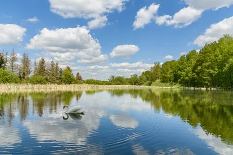 Fond d'écran Cygne 4K · animals · 3840×2560