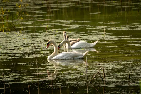 Schwan 4K Hintergrundbild · animals · 3840×2562