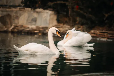 Fondo de pantalla Cisne 4K · animals · 3840×2560